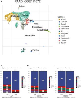 Mitophagy-mediated molecular subtypes depict the hallmarks of the tumour metabolism and guide precision chemotherapy in pancreatic adenocarcinoma